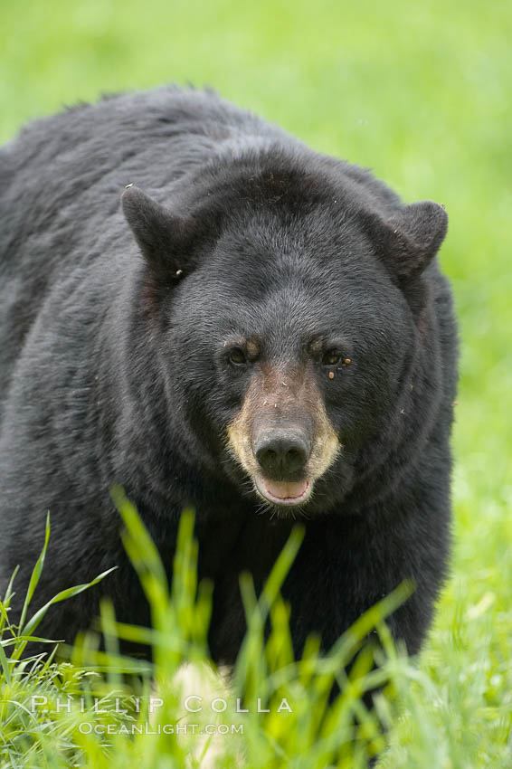 Black bear walking in a grassy meadow.  Black bears can live 25 years or more, and range in color from deepest black to chocolate and cinnamon brown.  Adult males typically weigh up to 600 pounds.  Adult females weight up to 400 pounds and reach sexual maturity at 3 or 4 years of age.  Adults stand about 3' tall at the shoulder. Orr, Minnesota, USA, Ursus americanus, natural history stock photograph, photo id 18817