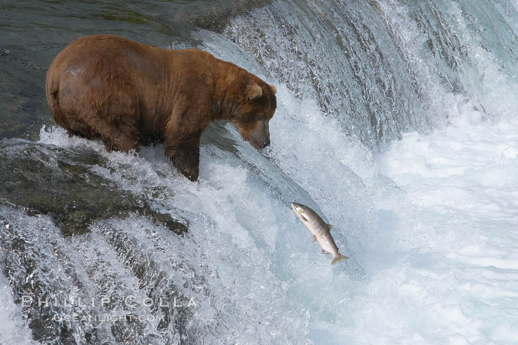 Alaskan brown bear watches a jumping salmon, Brooks Falls. Brooks River, Katmai National Park, USA, Ursus arctos, natural history stock photograph, photo id 17162