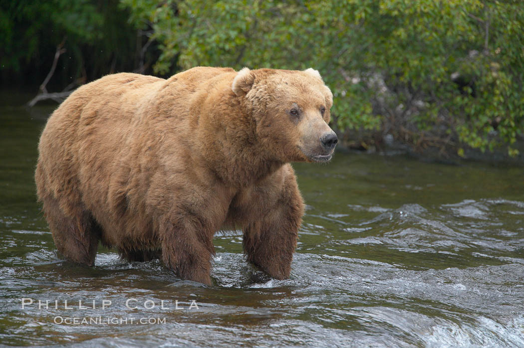 A large, old brown bear (grizzly bear) wades across Brooks River. Coastal and near-coastal brown bears in Alaska can live to 25 years of age, weigh up to 1400 lbs and stand over 9 feet tall. Katmai National Park, USA, Ursus arctos, natural history stock photograph, photo id 17190