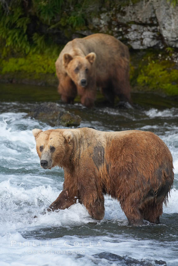 Brown bear (grizzly bear). Brooks River, Katmai National Park, Alaska, USA, Ursus arctos, natural history stock photograph, photo id 17342