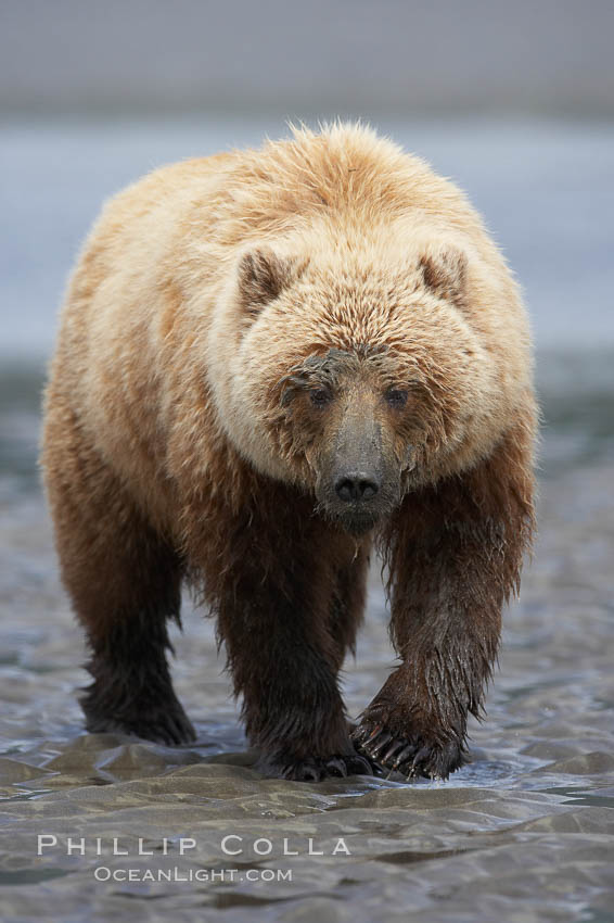 Coastal brown bear on sand flats at low tide. Lake Clark National Park, Alaska, USA, Ursus arctos, natural history stock photograph, photo id 19142