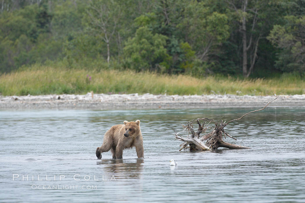 Brown bear walks through the marsh that edges Brooks River. Katmai National Park, Alaska, USA, Ursus arctos, natural history stock photograph, photo id 17196