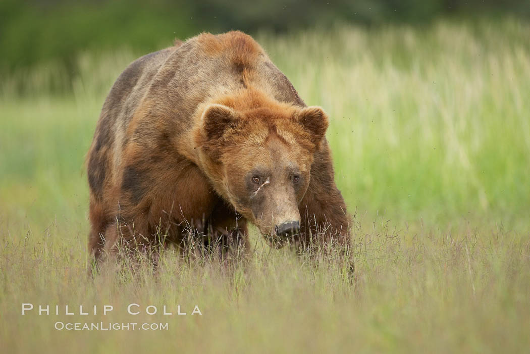 Full grown, mature male coastal brown bear boar (grizzly bear) in sedge grass meadows. Lake Clark National Park, Alaska, USA, Ursus arctos, natural history stock photograph, photo id 19151