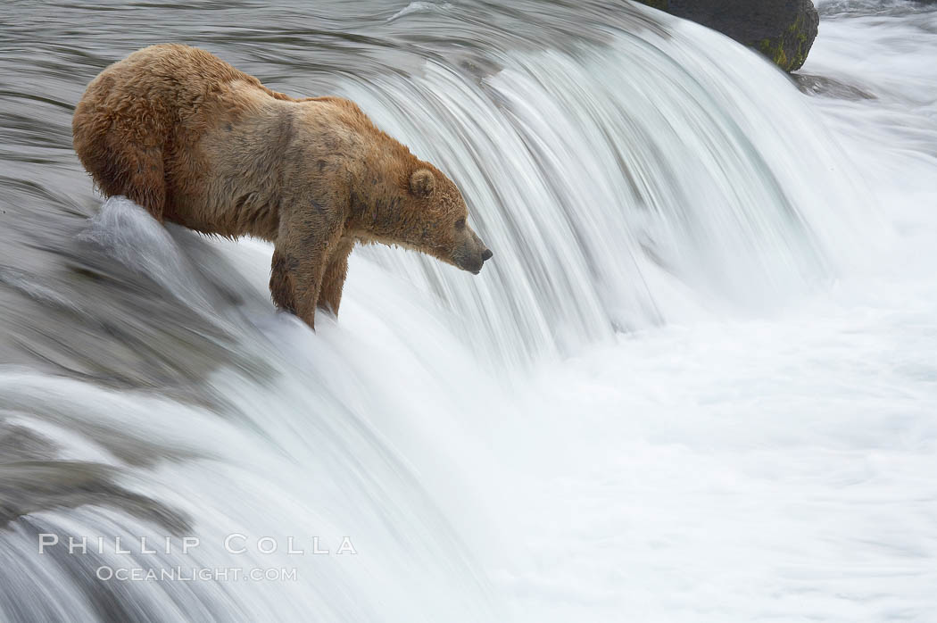 Brown bear (grizzly bear) waits for salmon at Brooks Falls. Blurring of the water is caused by a long shutter speed. Brooks River. Katmai National Park, Alaska, USA, Ursus arctos, natural history stock photograph, photo id 17169