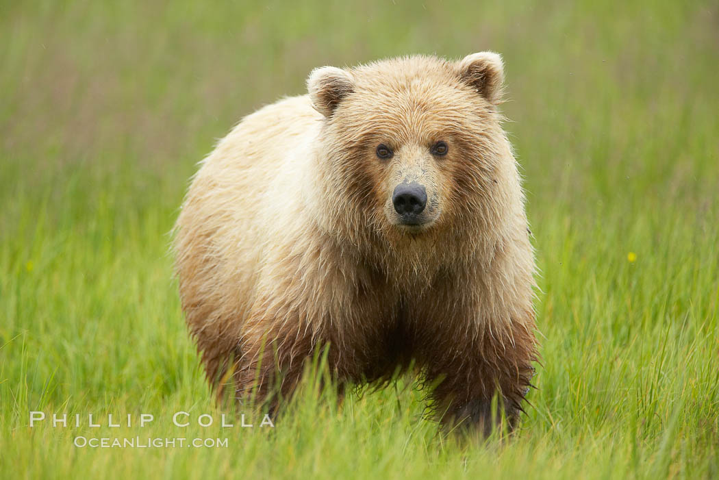 Juvenile female coastal brown bear (grizzly bear) grazes on sedge grass. Lake Clark National Park, Alaska, USA, Ursus arctos, natural history stock photograph, photo id 19137