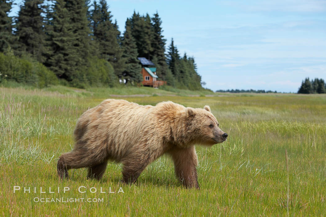 Coastal brown bear (grizzly bear) walks sedge grass meadow near Silver Salmon Creek. Lake Clark National Park, Alaska, USA, Ursus arctos, natural history stock photograph, photo id 19145