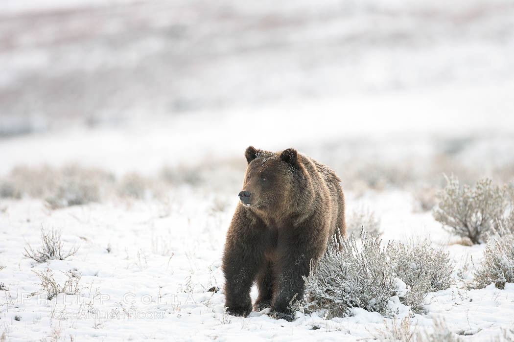Grizzly bear in snow. Lamar Valley, Yellowstone National Park, Wyoming, USA, Ursus arctos horribilis, natural history stock photograph, photo id 21000