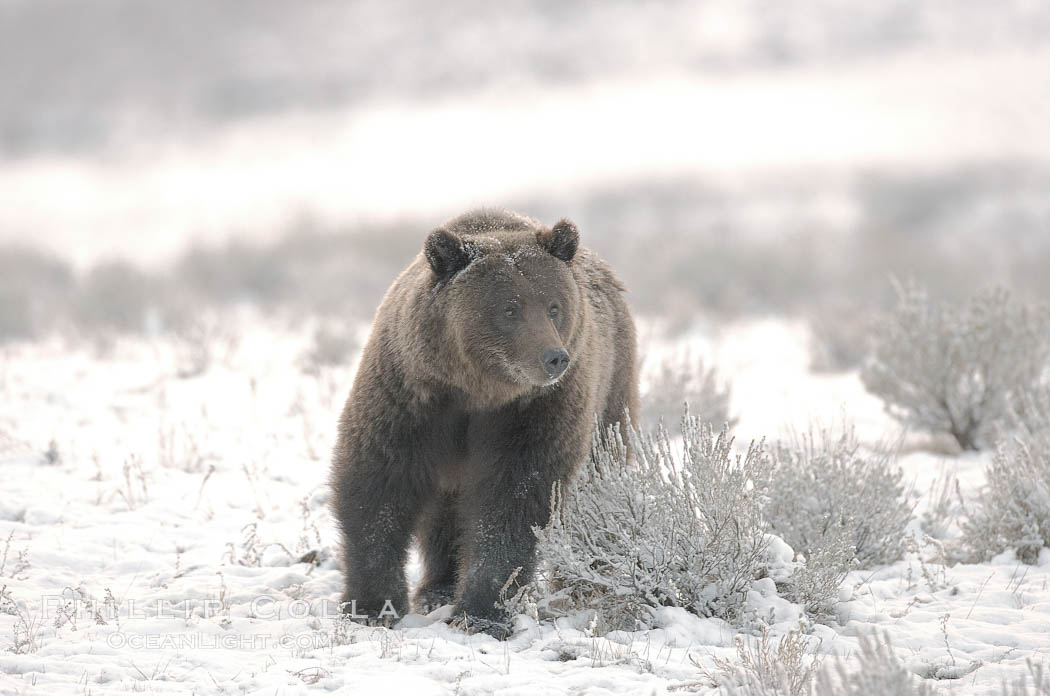 Grizzly bear in snow. Lamar Valley, Yellowstone National Park, Wyoming, USA, Ursus arctos horribilis, natural history stock photograph, photo id 19623