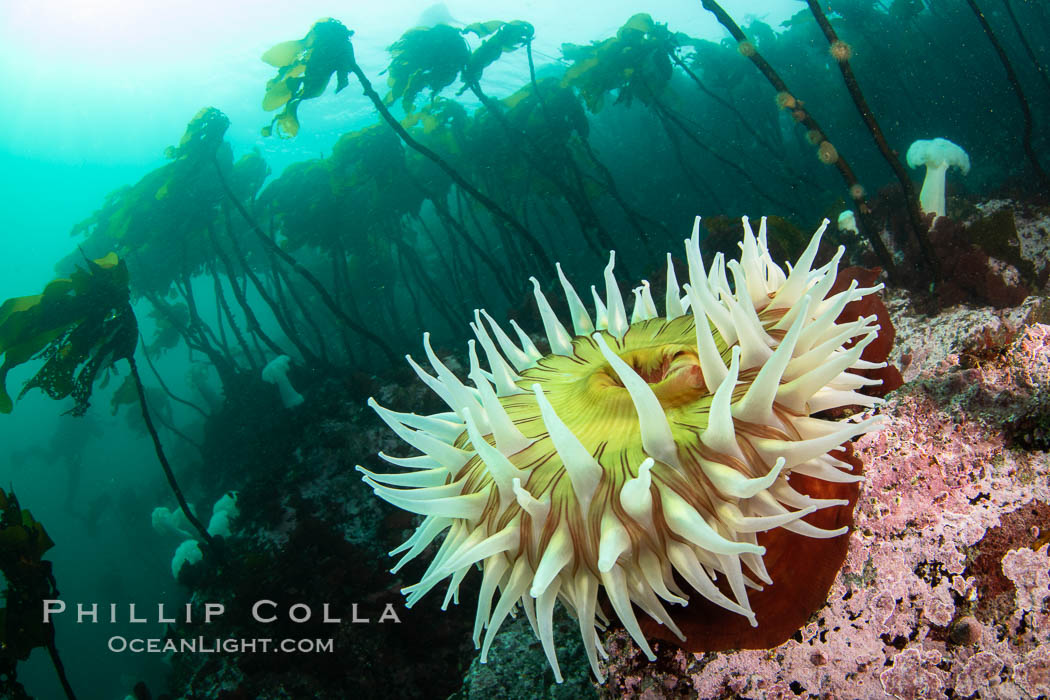 Urticina anemone and forest of bull kelp,  Browning Pass, Vancouver Island. British Columbia, Canada, Urticina piscivora, natural history stock photograph, photo id 35520