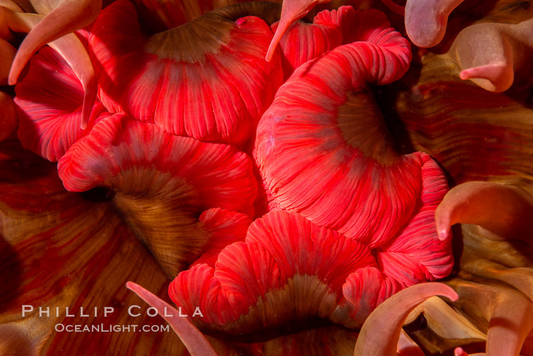 Urticina anemone mouth detail, Browning Pass, Vancouver Island. British Columbia, Canada, Urticina piscivora, natural history stock photograph, photo id 35374