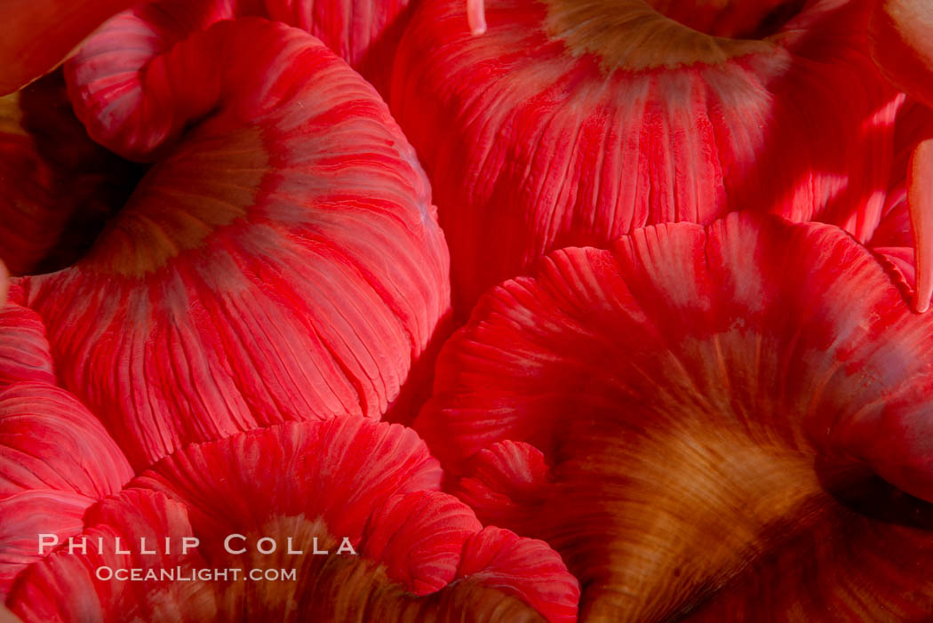 Urticina anemone mouth detail, Urticina piscivora, British Columbia, Canada