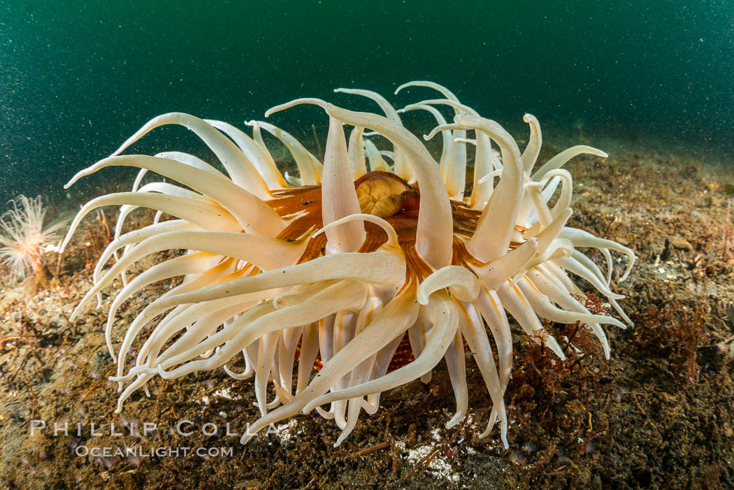 Urticina columbiana Sand Rose Anemone, Browning Pass, Canada., natural history stock photograph, photo id 34412