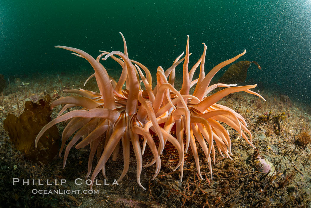 Urticina columbiana Sand Rose Anemone, Browning Pass, Canada. British Columbia, natural history stock photograph, photo id 34413