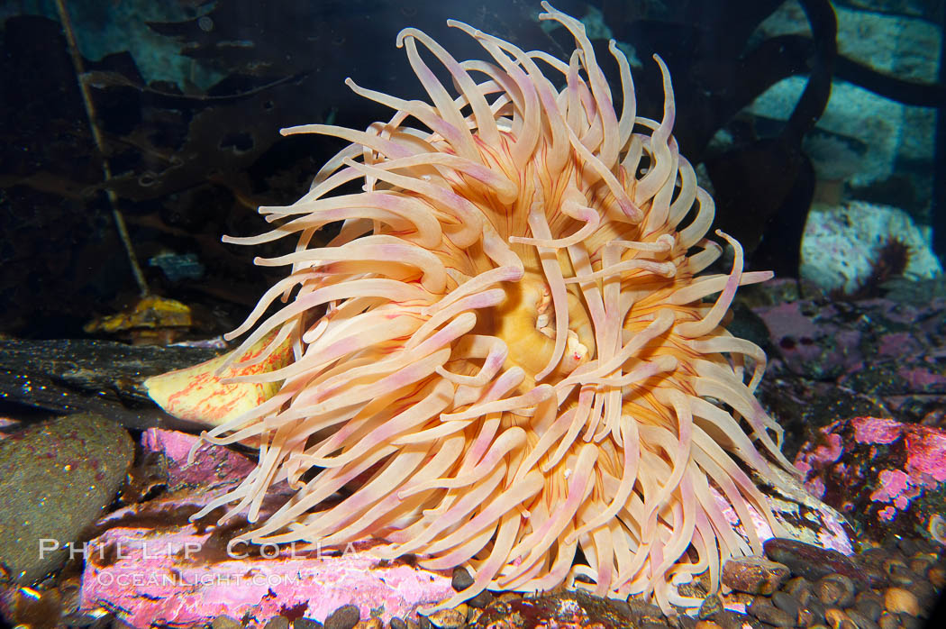 Christmas anemone, feeds on small crabs, urchins and fish, may live 60 to 80 years., Urticina crassicornis, natural history stock photograph, photo id 16967