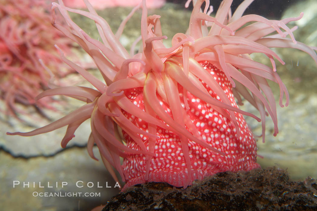 Beaded anemone., Urticina lofotensis, natural history stock photograph, photo id 11768