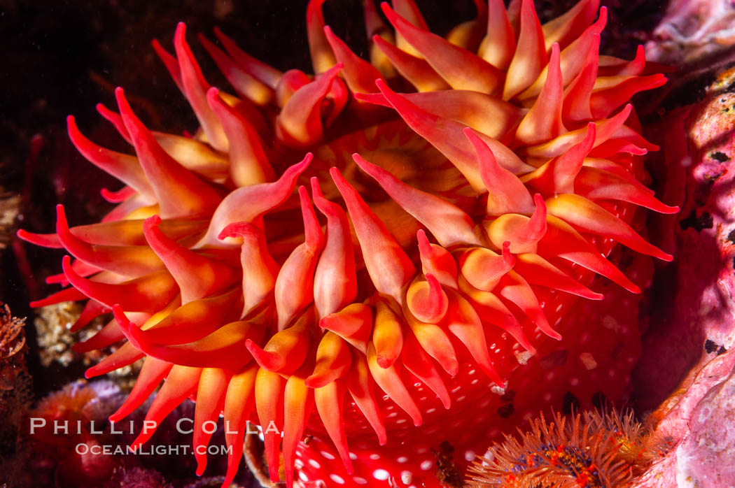 White-spotted rose anemone. Santa Barbara Island, California, USA, Urticina lofotensis, natural history stock photograph, photo id 10145