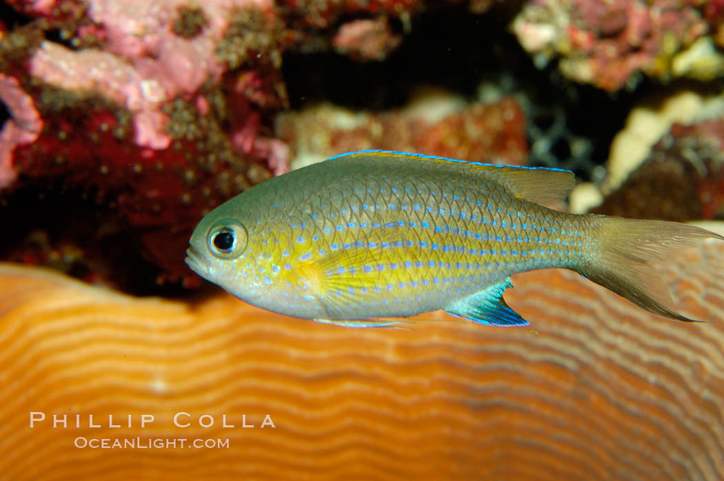 Vanderbilts chromis., Chromis vanderbilti, natural history stock photograph, photo id 09442