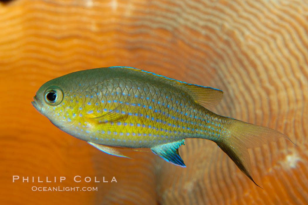 Vanderbilts chromis., Chromis vanderbilti, natural history stock photograph, photo id 09440