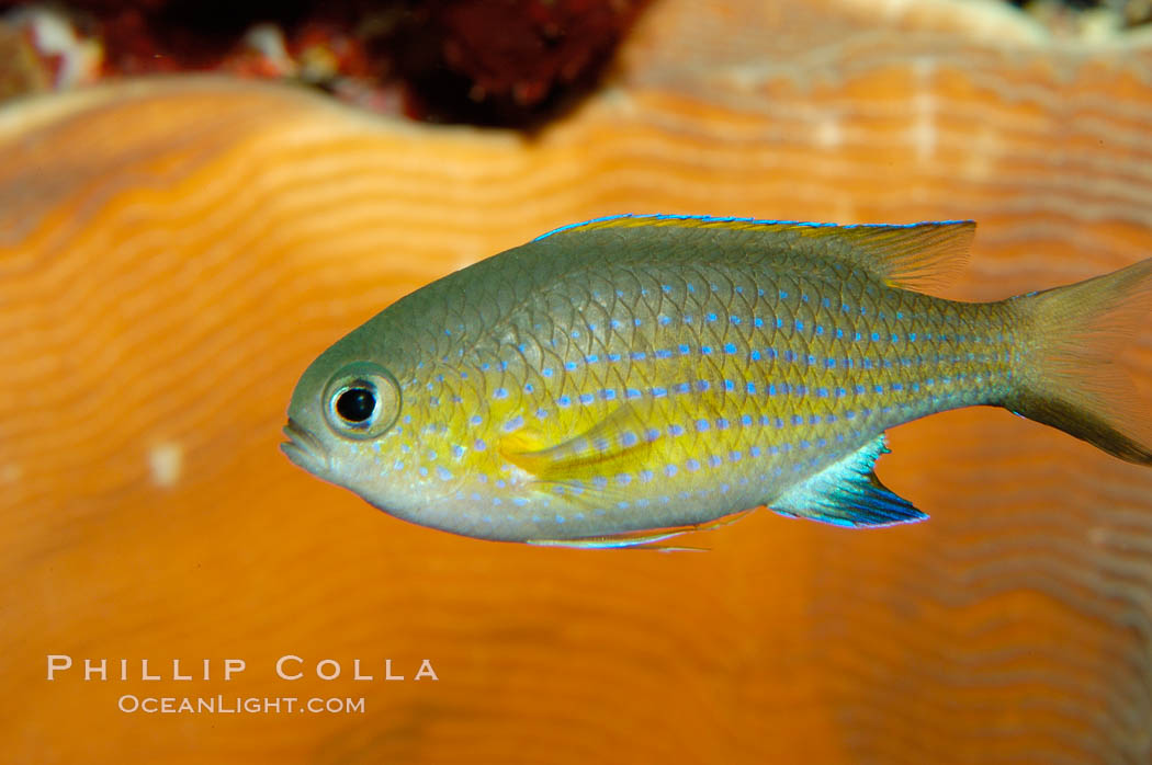 Vanderbilts chromis., Chromis vanderbilti, natural history stock photograph, photo id 09444