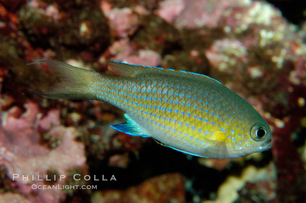 Vanderbilts chromis., Chromis vanderbilti, natural history stock photograph, photo id 09445