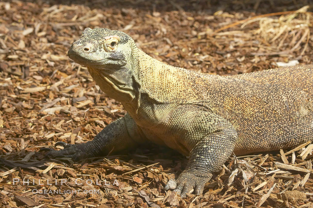 Komodo dragon, the worlds largest lizard, grows to 10 feet (3m) and over 500 pounds.  They have an acute sense of smell and are notorious meat-eaters.  The saliva of the Komodo dragon is deadly, an adaptation to help it more quickly consume its prey., Varanus komodoensis, natural history stock photograph, photo id 12820