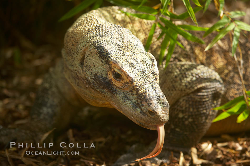 Komodo dragon, the worlds largest lizard, grows to 10 feet (3m) and over 500 pounds.  They have an acute sense of smell and are notorious meat-eaters.  The saliva of the Komodo dragon is deadly, an adaptation to help it more quickly consume its prey., Varanus komodoensis, natural history stock photograph, photo id 12823