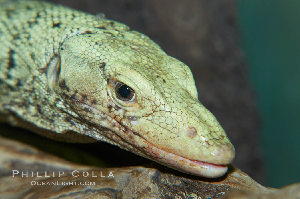 Quince monitor lizard., Varanus melinus, natural history stock photograph, photo id 12624