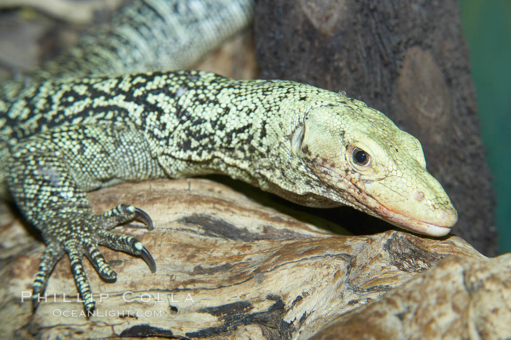 Quince monitor lizard., Varanus melinus, natural history stock photograph, photo id 12621