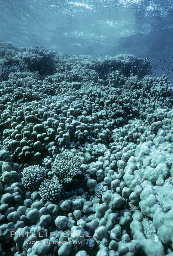 Various hard corals on coral reef, Northern Red Sea. Egyptian Red Sea, natural history stock photograph, photo id 05550