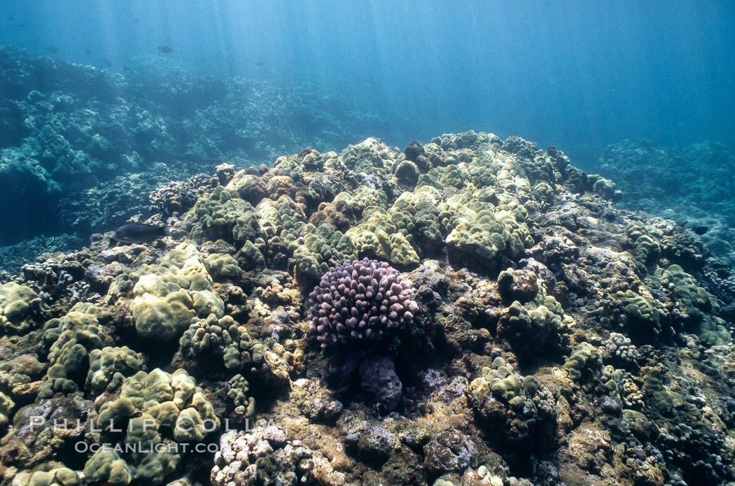 Various hard corals on coral reef. Maui, Hawaii, USA, natural history stock photograph, photo id 05558
