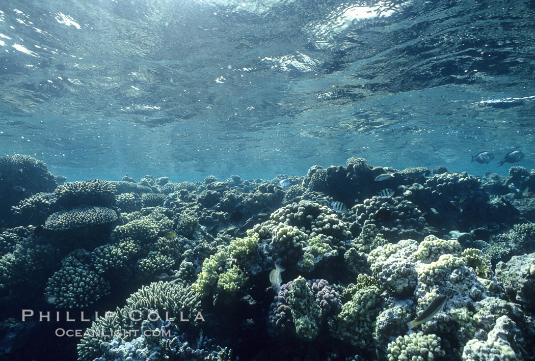 Various hard corals on coral reef, Northern Red Sea. Egyptian Red Sea, natural history stock photograph, photo id 05548