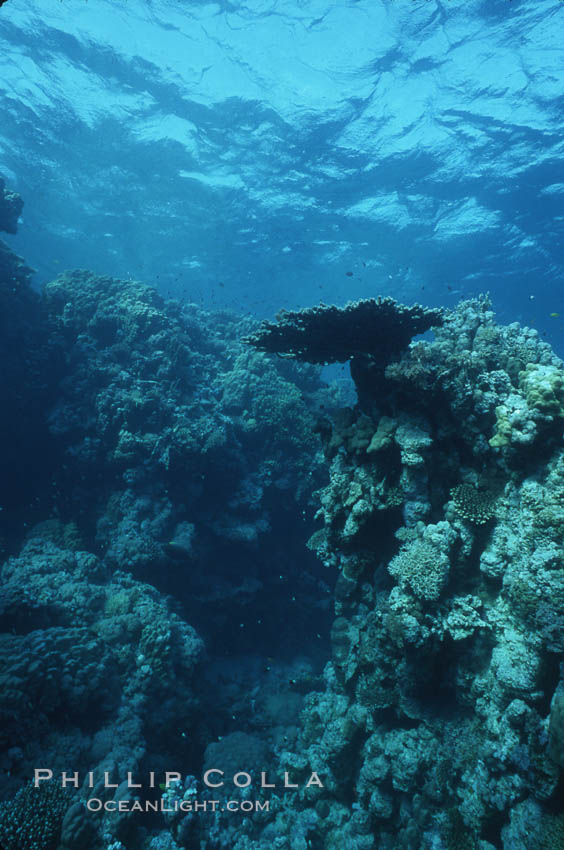 Various hard corals on coral reef, Northern Red Sea. Egyptian Red Sea, natural history stock photograph, photo id 05552