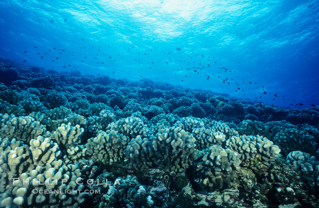 Various hard corals on coral reef, Molokini Crater. Maui, Hawaii, USA, natural history stock photograph, photo id 05560