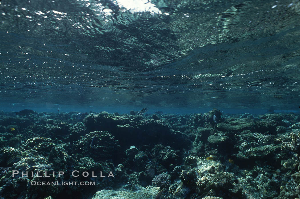 Various hard corals on coral reef, Northern Red Sea. Egyptian Red Sea, natural history stock photograph, photo id 05547