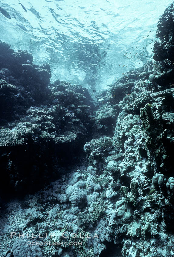 Various hard corals on coral reef, Northern Red Sea. Egyptian Red Sea, natural history stock photograph, photo id 05551