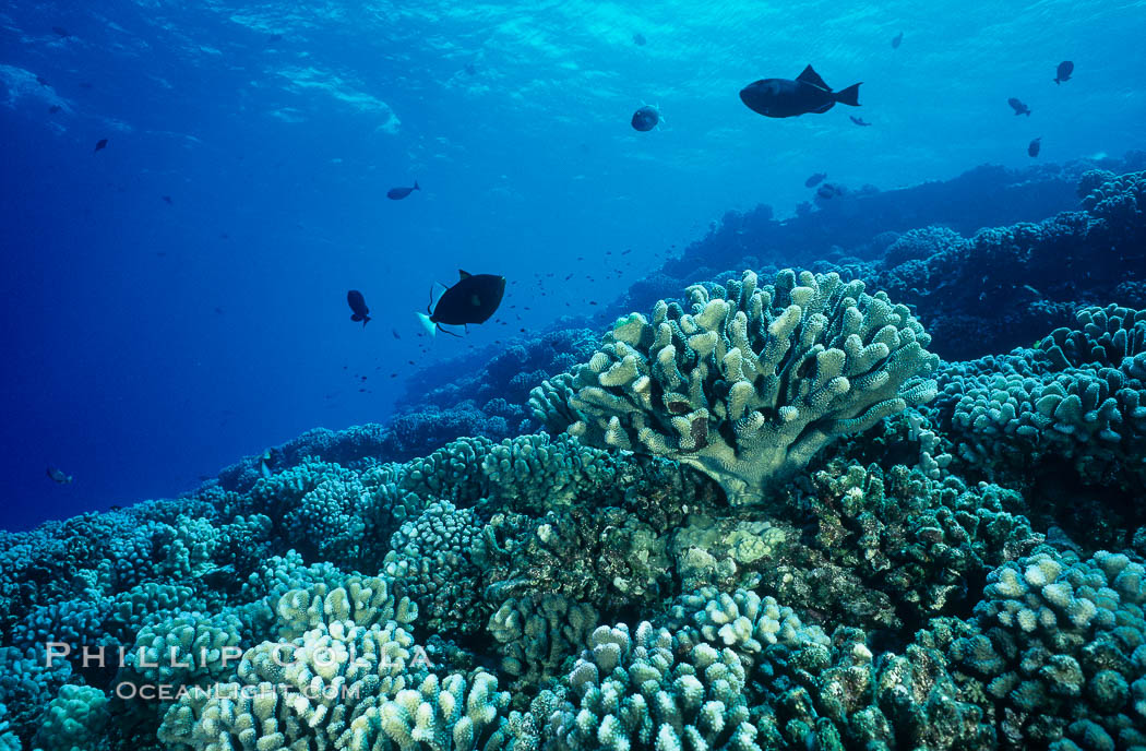 Various hard corals on coral reef, Molokini Crater. Maui, Hawaii, USA, natural history stock photograph, photo id 05559