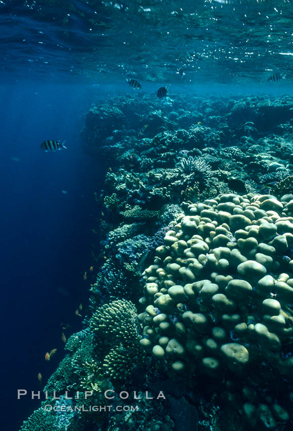 Various hard corals on coral reef, Northern Red Sea. Egyptian Red Sea, natural history stock photograph, photo id 05549