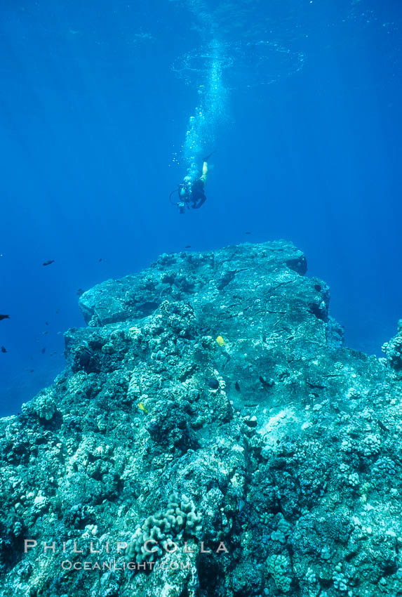 Various hard corals on coral reef. Maui, Hawaii, USA, natural history stock photograph, photo id 05557