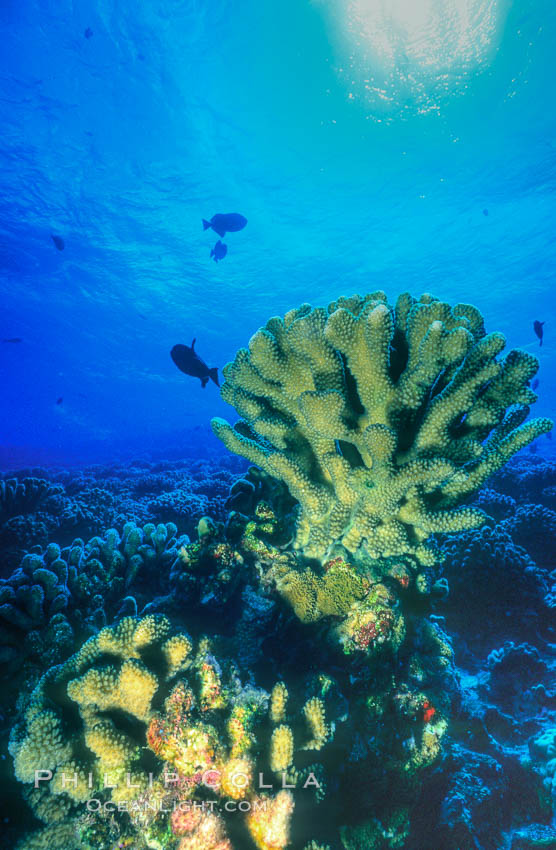 Various hard corals on coral reef, Molokini Crater. Maui, Hawaii, USA, natural history stock photograph, photo id 05561