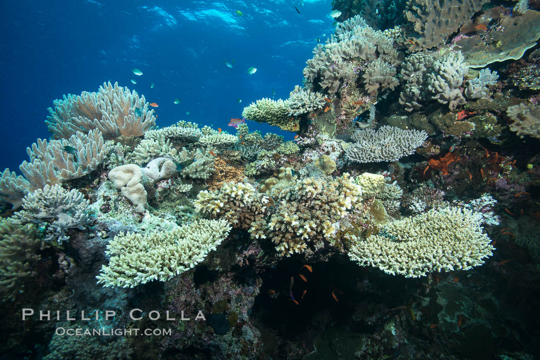 Various hard corals on pristine Fijian coral reef. Vatu I Ra Passage, Bligh Waters, Viti Levu  Island, natural history stock photograph, photo id 31674