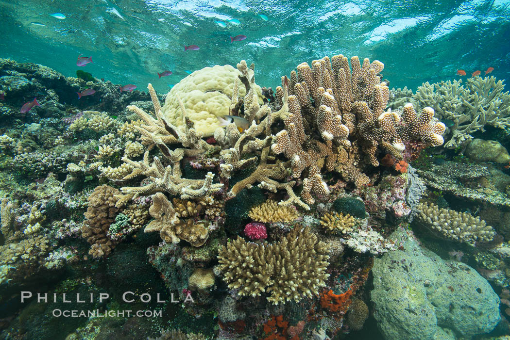Various hard corals on pristine Fijian coral reef. Vatu I Ra Passage, Bligh Waters, Viti Levu  Island, natural history stock photograph, photo id 31710