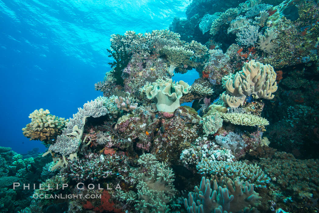Various hard corals on pristine Fijian coral reef. Vatu I Ra Passage, Bligh Waters, Viti Levu  Island, natural history stock photograph, photo id 31672
