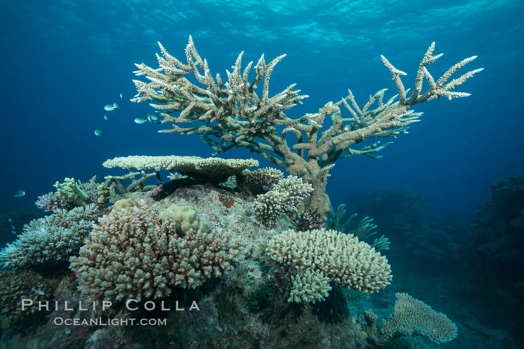 Various hard corals on pristine Fijian coral reef., natural history stock photograph, photo id 31712