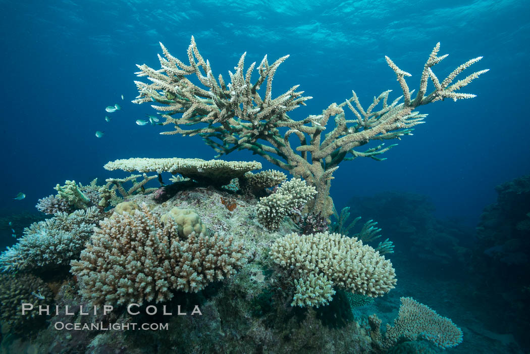 Various hard corals on pristine Fijian coral reef. Vatu I Ra Passage, Bligh Waters, Viti Levu  Island, natural history stock photograph, photo id 31712