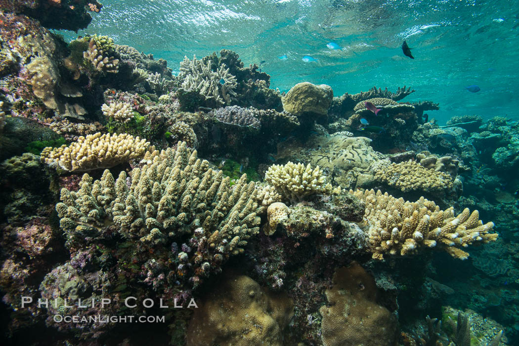 Various hard corals on pristine Fijian coral reef. Vatu I Ra Passage, Bligh Waters, Viti Levu  Island, natural history stock photograph, photo id 31507