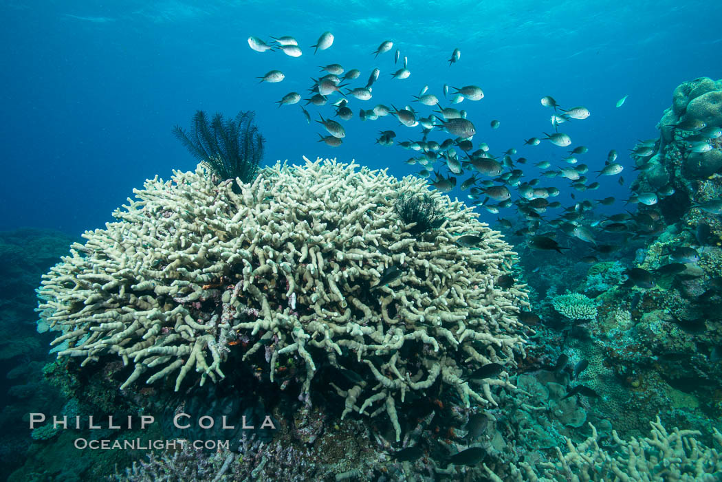 Various hard corals on pristine Fijian coral reef. Vatu I Ra Passage, Bligh Waters, Viti Levu  Island, natural history stock photograph, photo id 31513