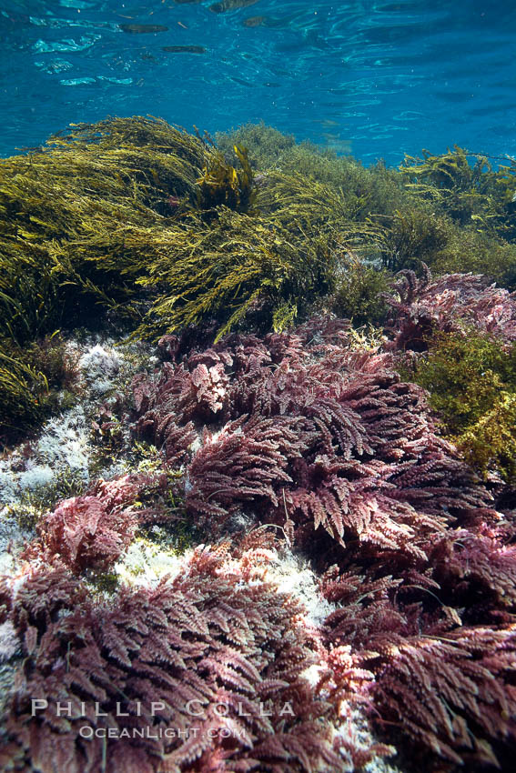 Various kelp and algae, shallow water. Guadalupe Island (Isla Guadalupe), Baja California, Mexico, Asparagopsis taxiformis, natural history stock photograph, photo id 21402