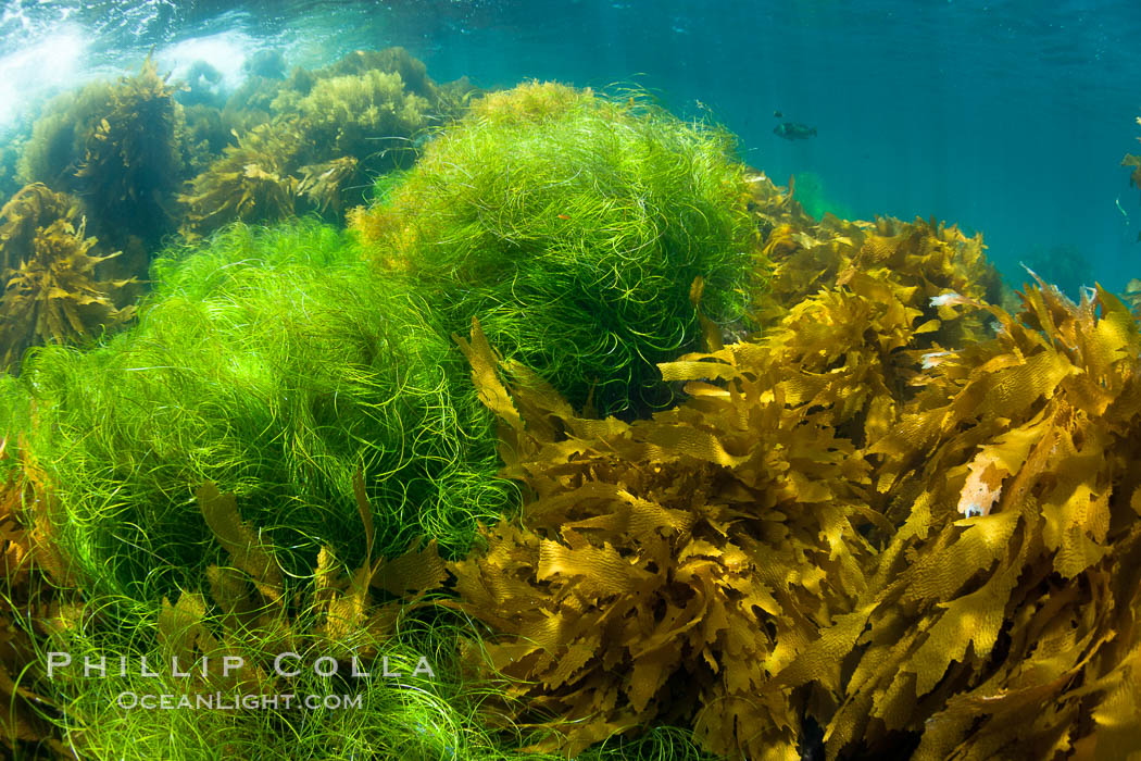 Various species of marine algae, kelp and surfgrass cover the rocky reef just below the waves at San Clemente Island, California. USA, natural history stock photograph, photo id 25418