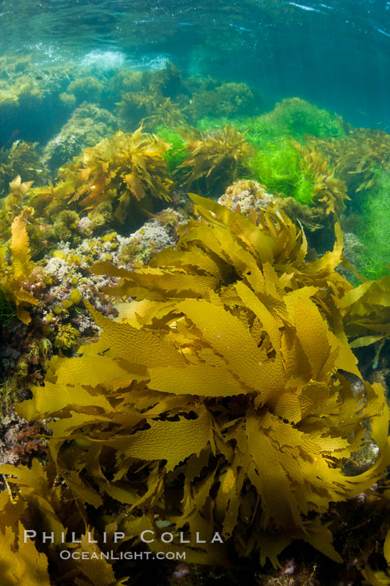 Various species of marine algae, and surfgrass cover the rocky reef. San Clemente Island, California, USA, natural history stock photograph, photo id 25419