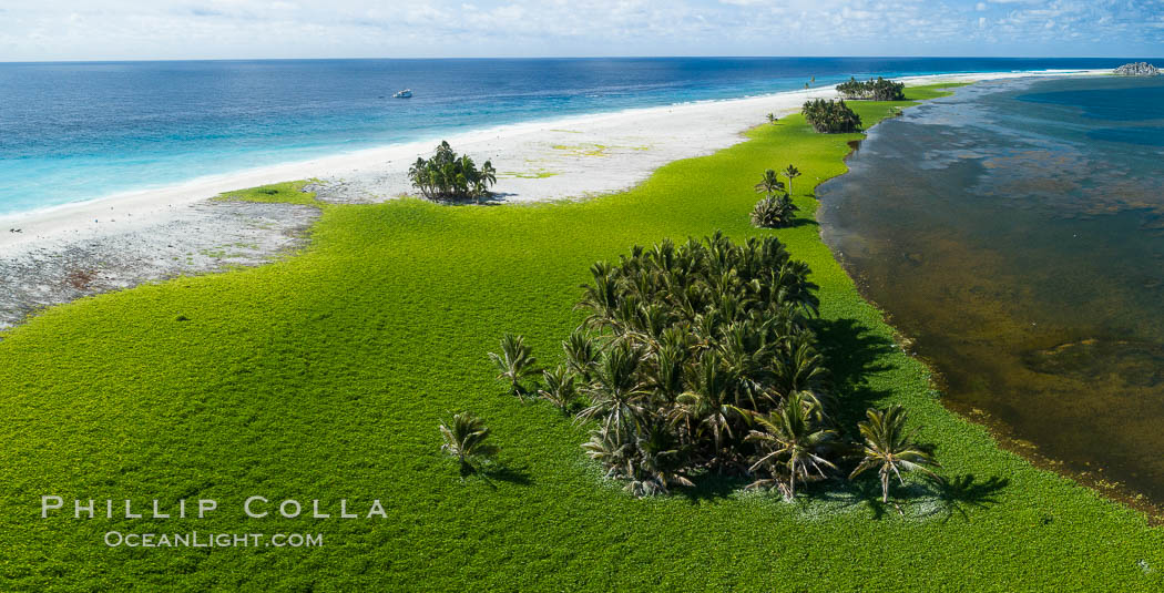 Image 32850, Vegetation and coconut palms at Clipperton Island, aerial photo. Clipperton Island is a spectacular coral atoll in the eastern Pacific. By permit HC / 1485 / CAB (France)., Phillip Colla, all rights reserved worldwide. Keywords: aerial, atoll, clipperton island, coconut palm, coral, france, ile de la passion, island, pacific, palm tree, permit hc   1485   cab, permit hc 1485 cab.